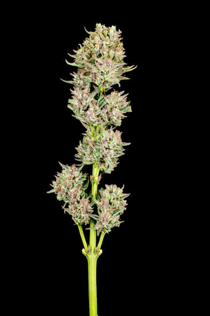 Garlic Jam Auto Feminized Seeds