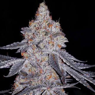 Banana Daddy R1 Feminized Seeds