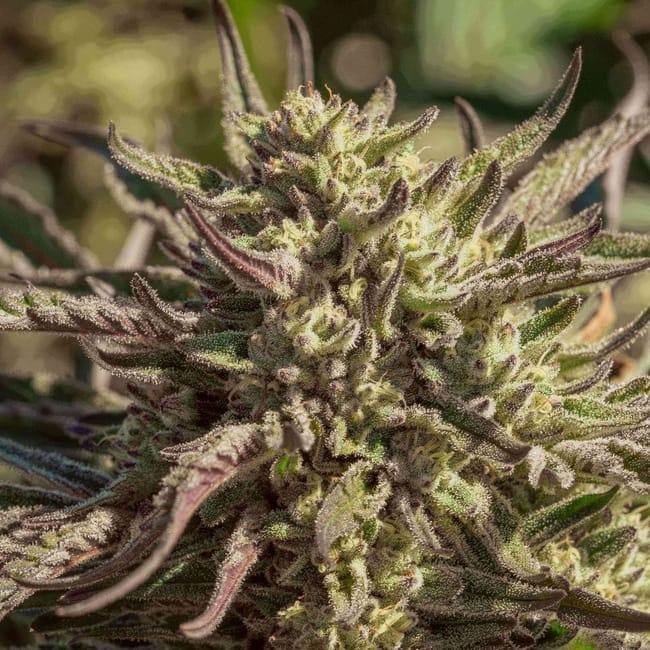 Space Panda Feminised Seeds