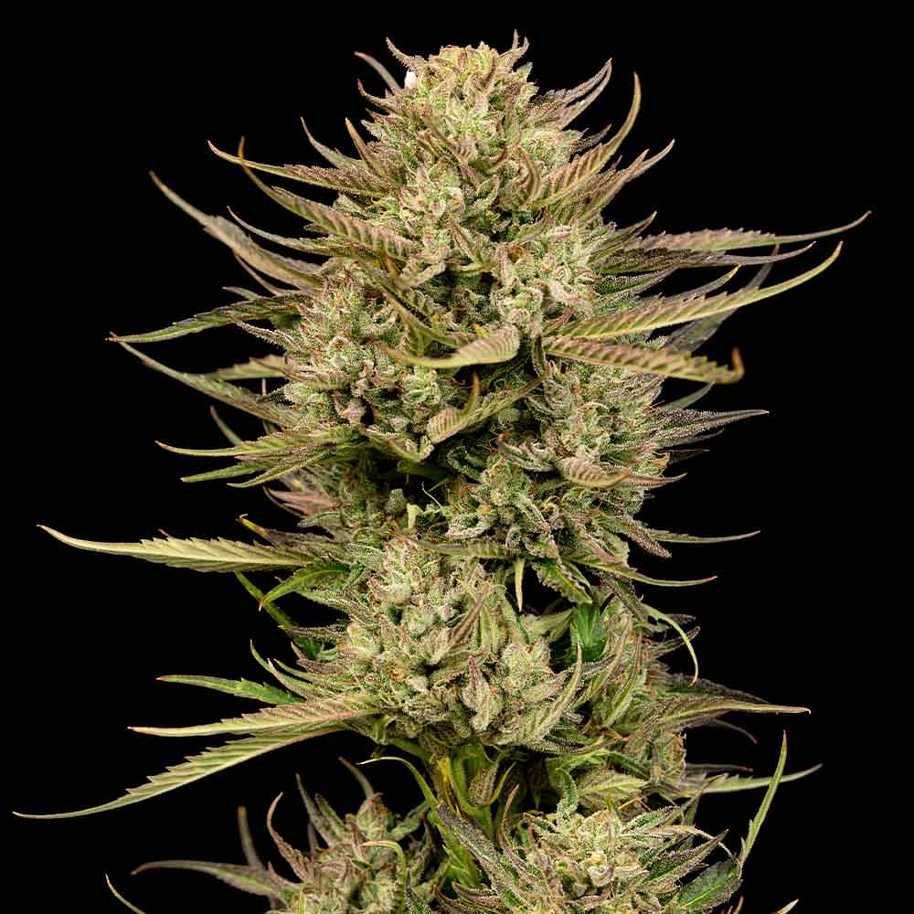 Lemon Cherry Gelato Feminised Seeds | Buy from Seedsman
