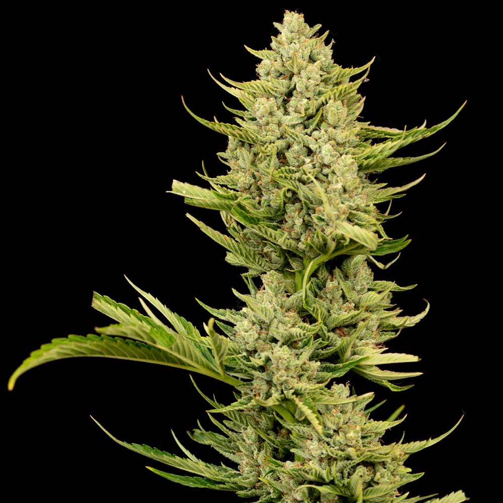 Tangerine Snow F1 Fast Feminized Seeds