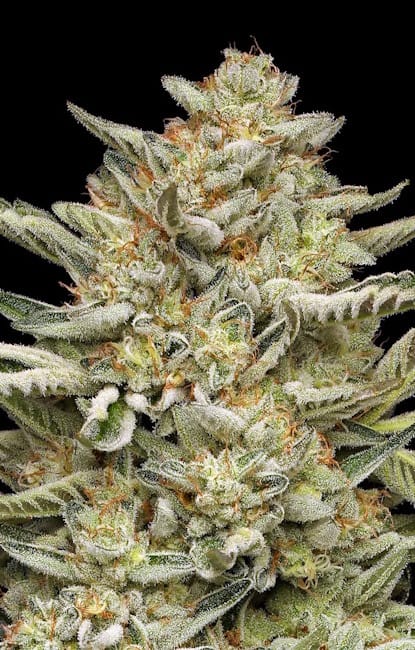 OG Triploid Feminised Seeds
