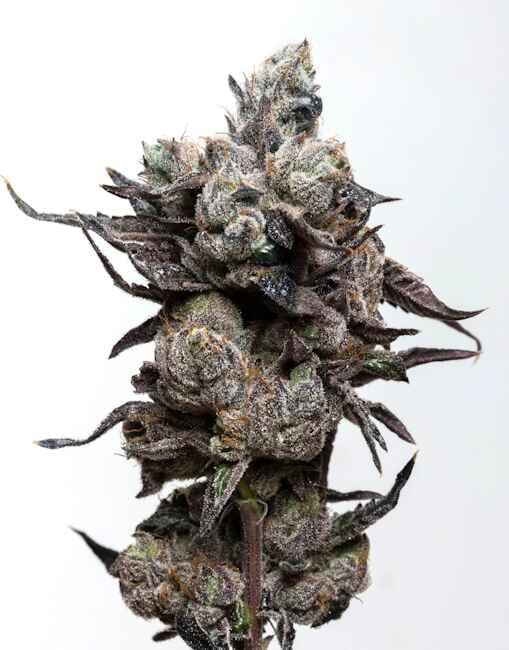 Runtz S1 Feminised Seeds
