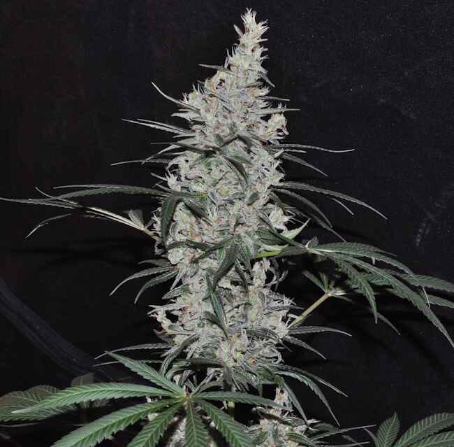 Oaxaca x Panama Regular Seeds