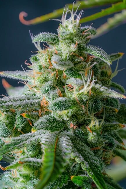 Magic Castle F1 Auto Feminized Seeds