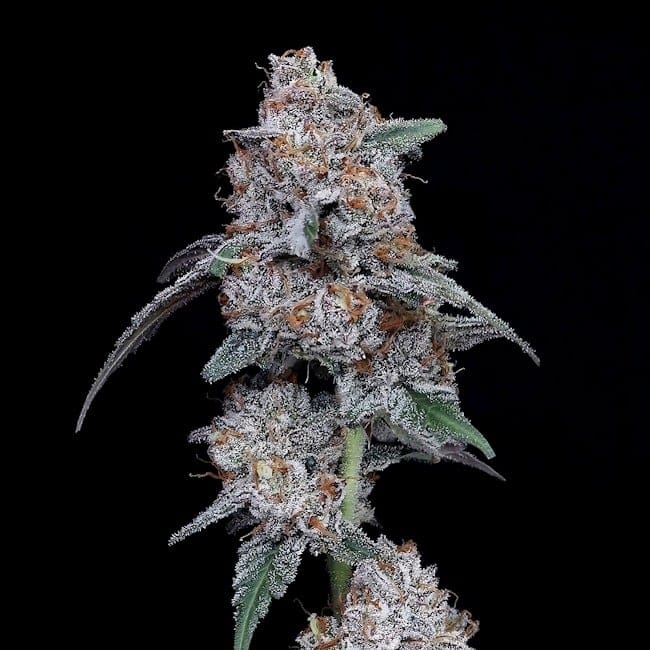 The Big Mac Auto Feminized Seeds