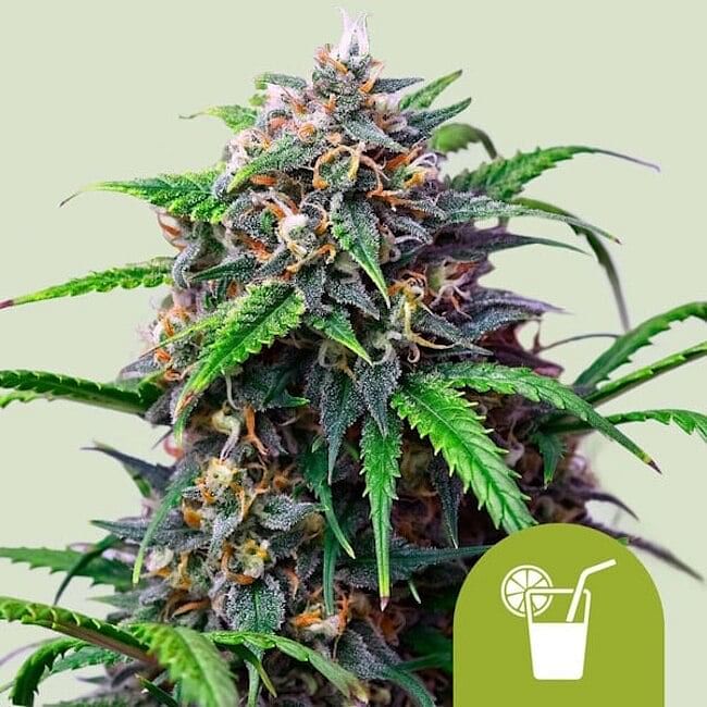 Blueberry Pancakes Feminised Seeds | Buy from Seedsman