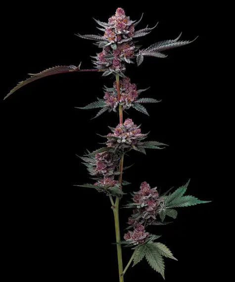 Cherry Poppers feminized seeds
