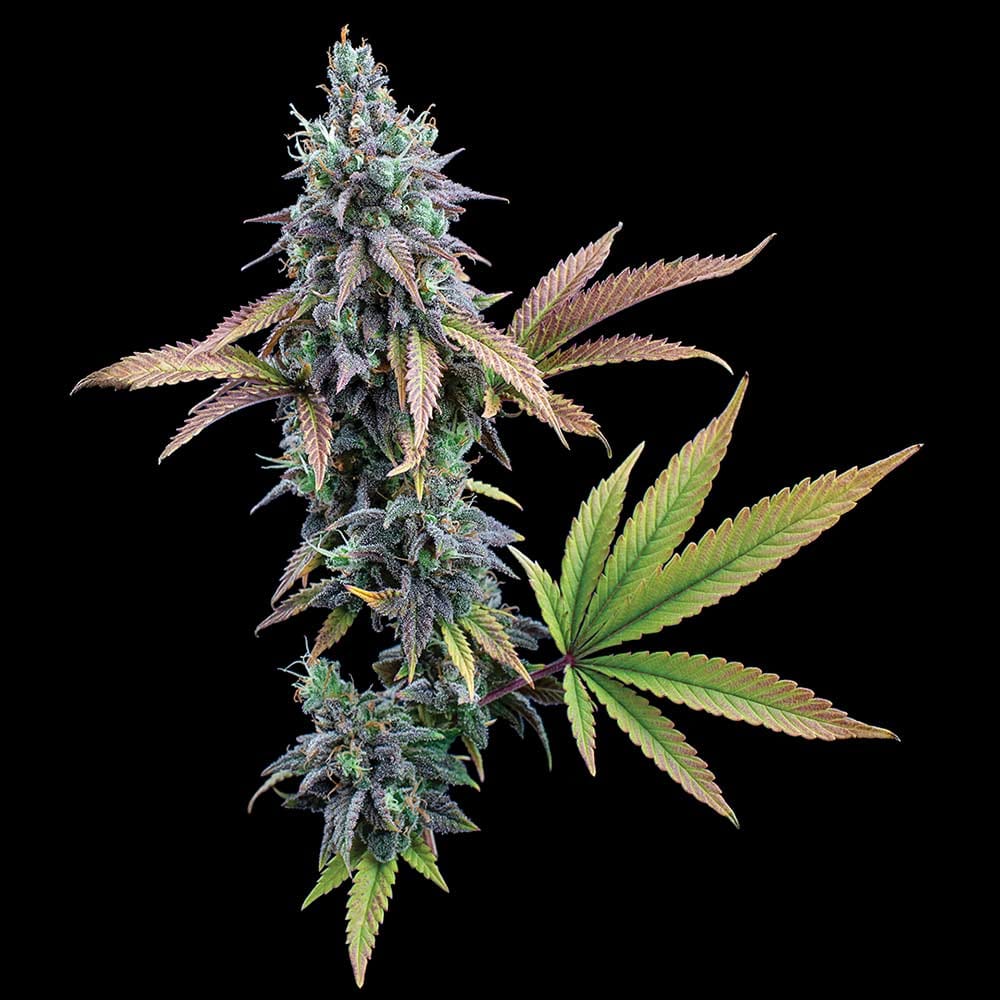 Cinderella 99 Feminized Seeds