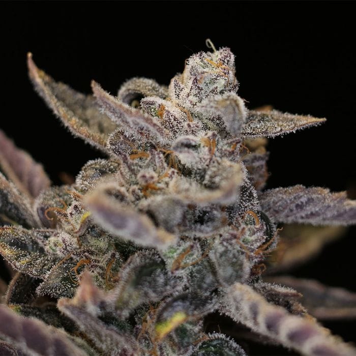 Disappearing Act V2 Auto Feminized Seeds