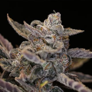 Disappearing Act V2 Auto Feminized Seeds