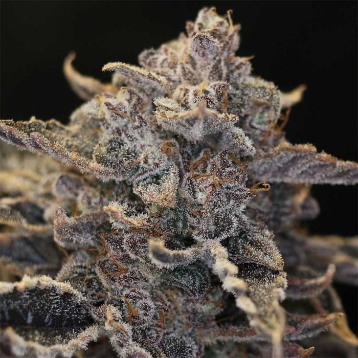 Pocket Sand Auto Feminized Seeds