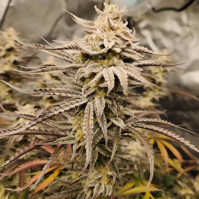 Queen's Banner Auto Feminized Seeds