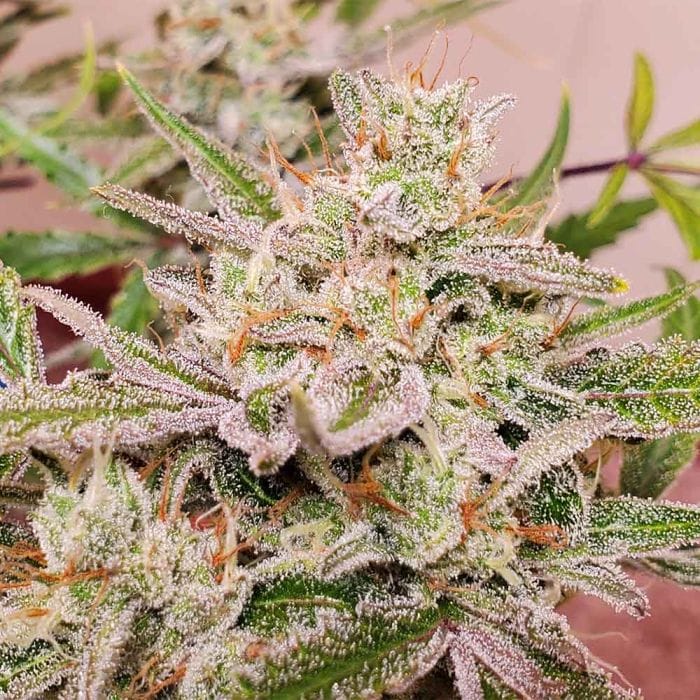 Spotless Mind Auto Feminized Seeds