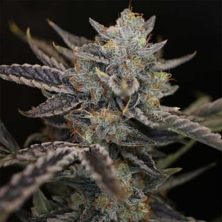 Strawberry Safari V2 Auto Feminized Seeds
