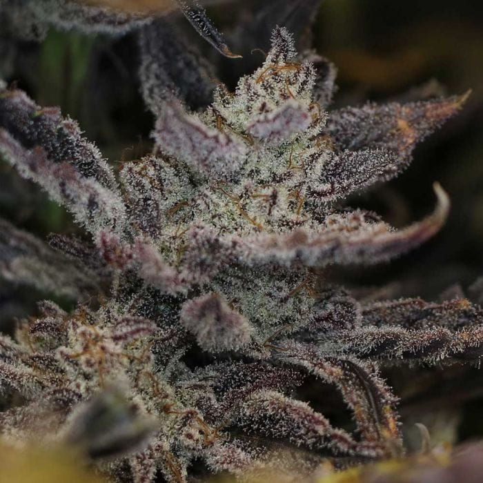 Swamp Magic Auto Feminized Seeds