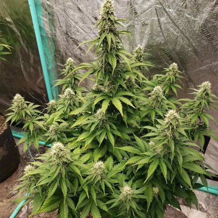 Dog Whistle Auto Feminized Seeds