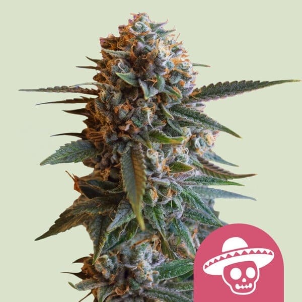 Mexican Rush Feminized Seeds