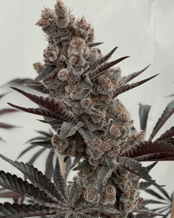 Bahama Mama S1 Feminized Seeds