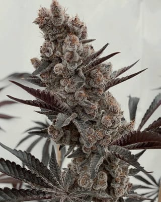 Bahama Mama S1 Feminized Seeds