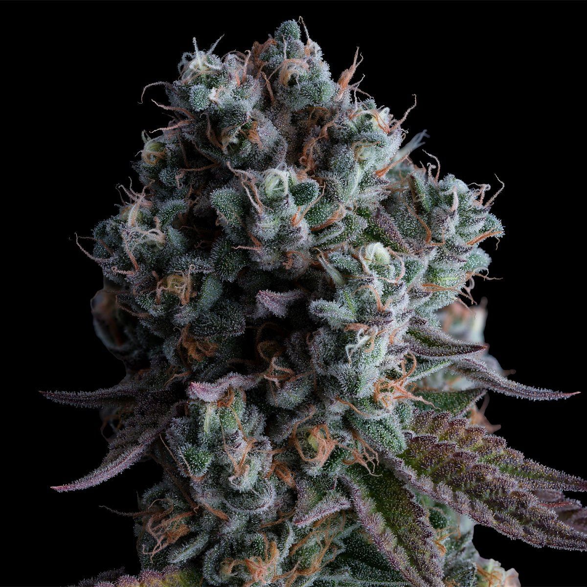 Mango Haze Weed Strain Information | Weedmaps