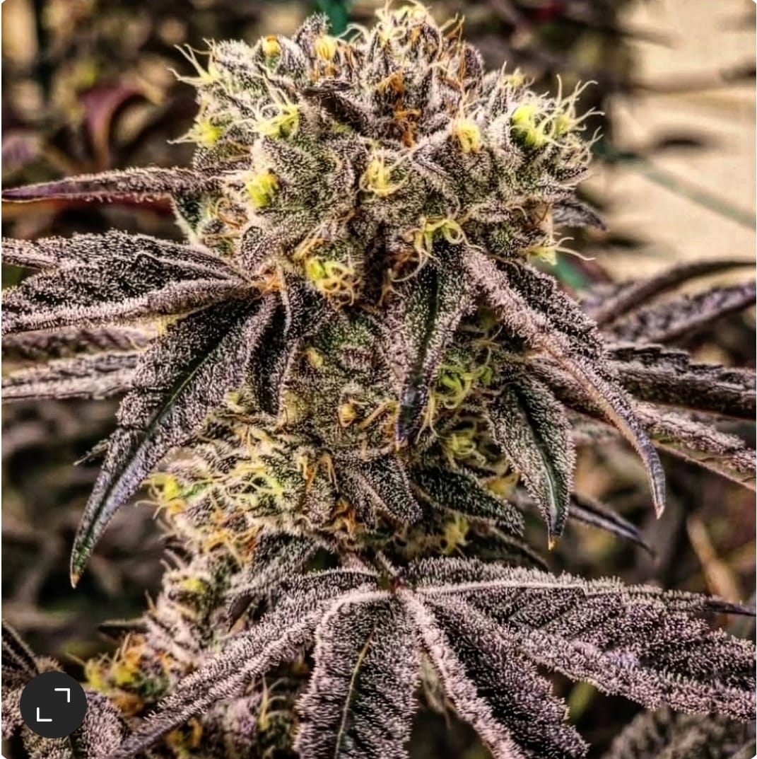 M.C. Nuggets R1 Feminized Seeds