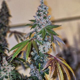Cherry Pie OG S1 Feminized Seeds