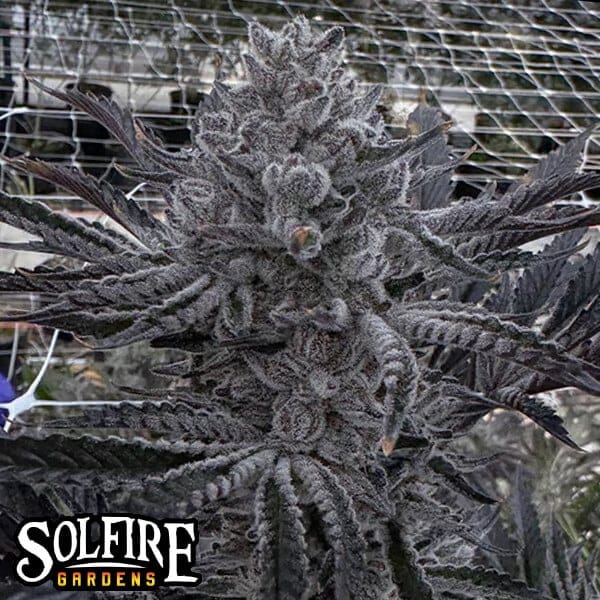 Butter Balm Feminized Seeds