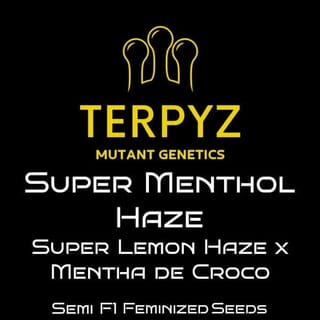 Super Menthol Haze Feminized Seeds