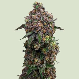 Cosmic Cheddar F1 Feminized Seeds