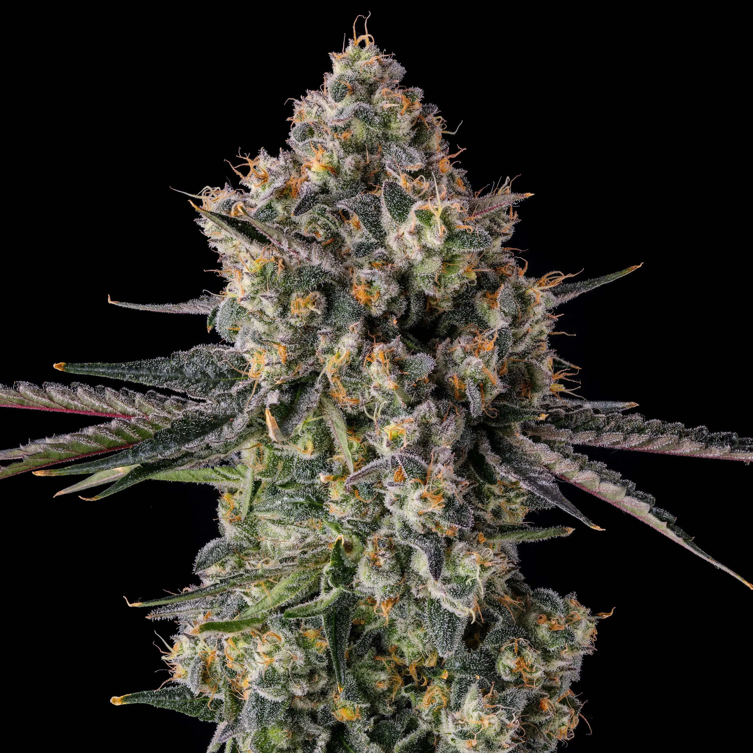 Zhampagne Feminized Seeds