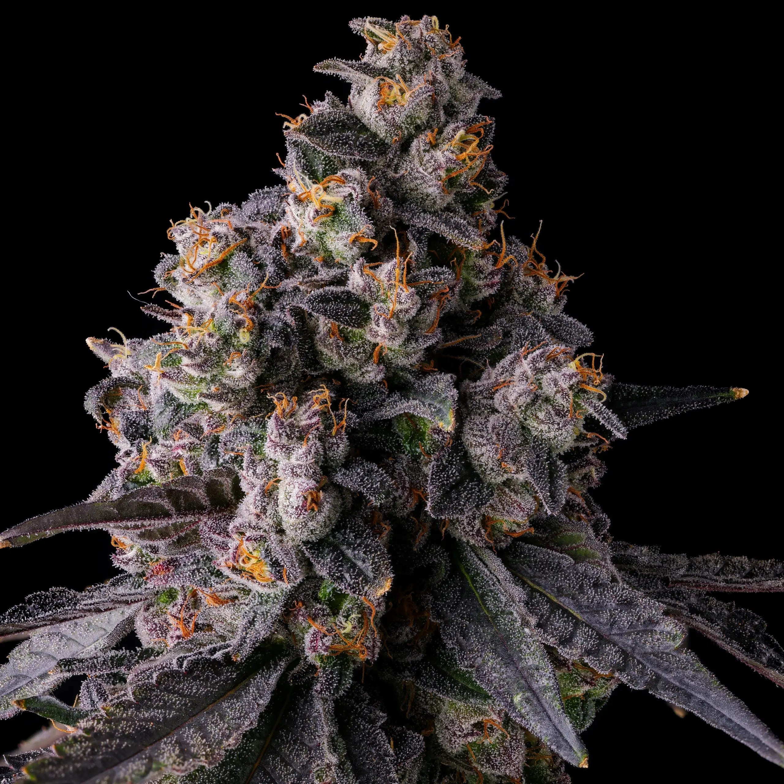 Rainbow Guavè Feminized Seeds