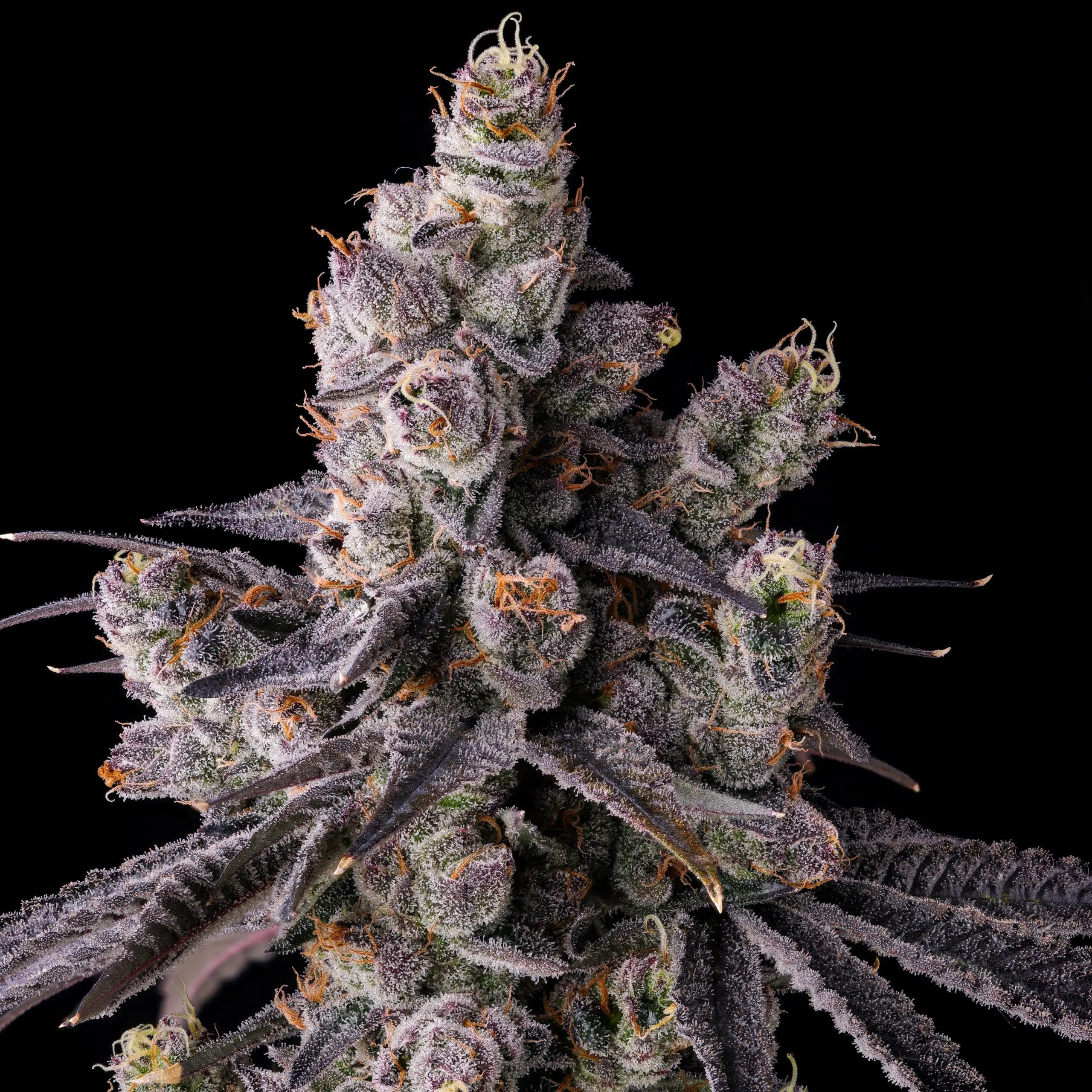 Mora Azul Feminized Seeds