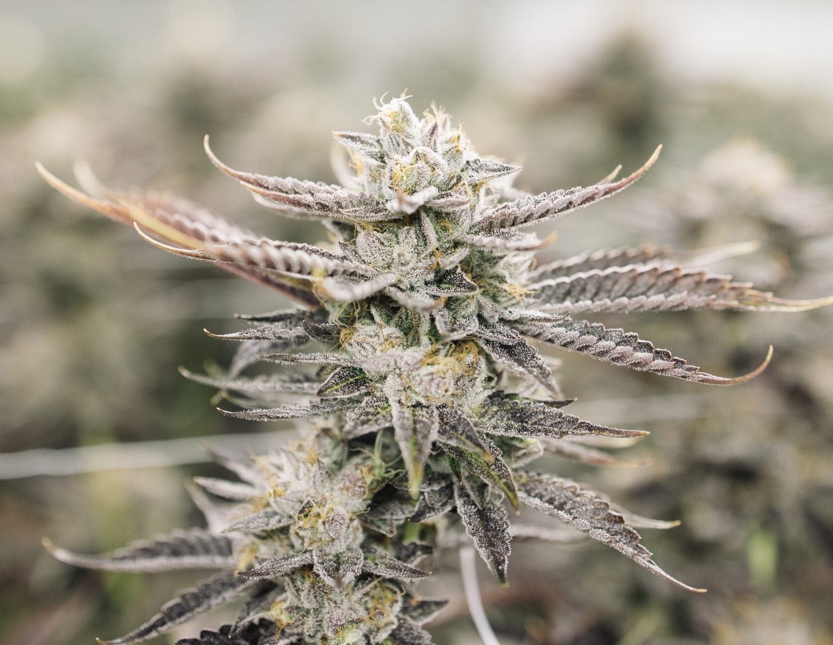 Mike's Strawberry Lemonade Clones
