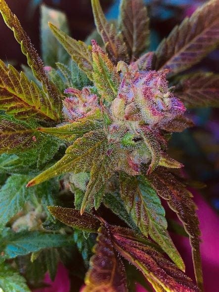 Mass Super Skunk BX Clones
