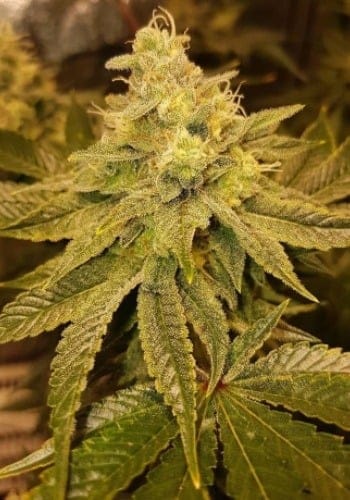Grape Canyon Zkittlez Clones