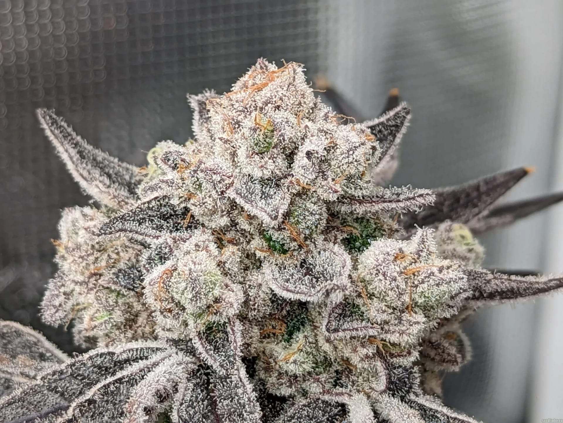 Cap Junky Clones