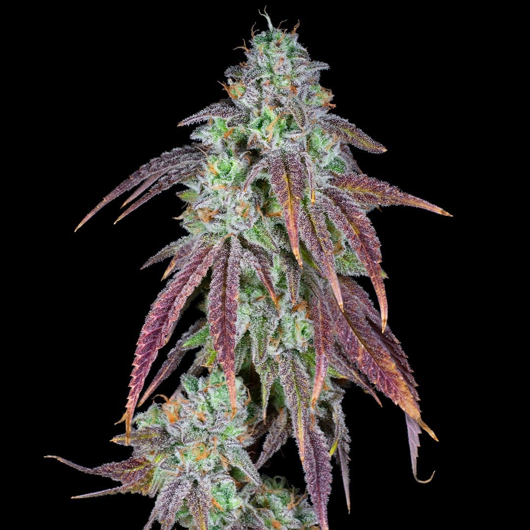 Strawberry Candy Clones