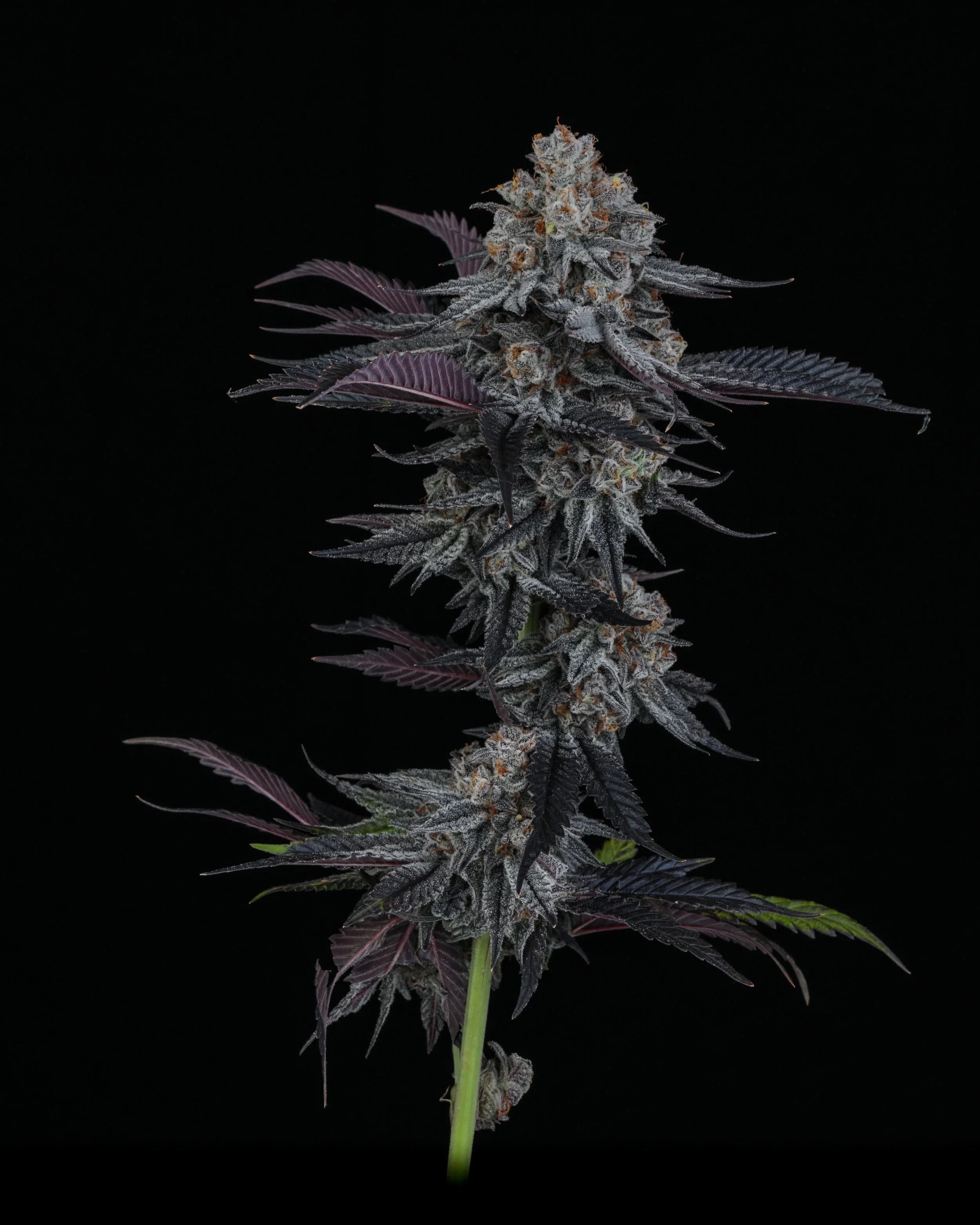 Dante's Inferno #6 Clones