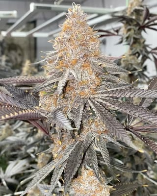 Super Boof Clones