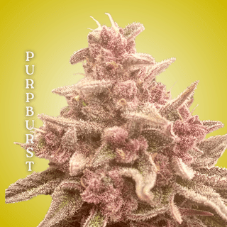 Purpburst Clones