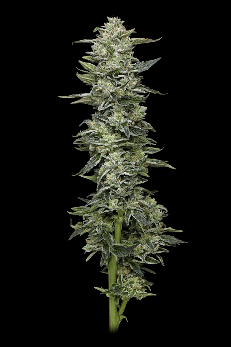 Honey Bear Feminized Seeds