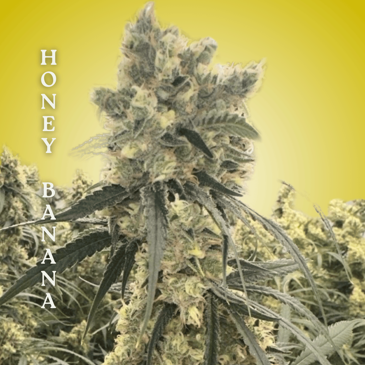 Honey Banana Clones
