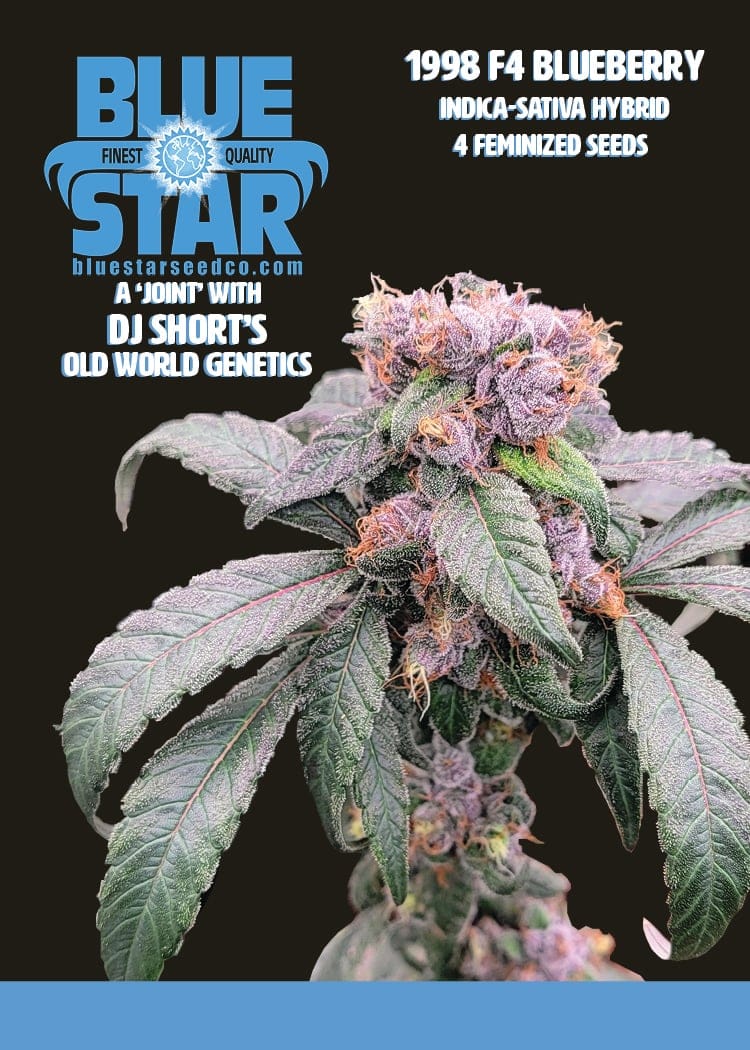 1998 Blueberry F4 Feminized Seeds