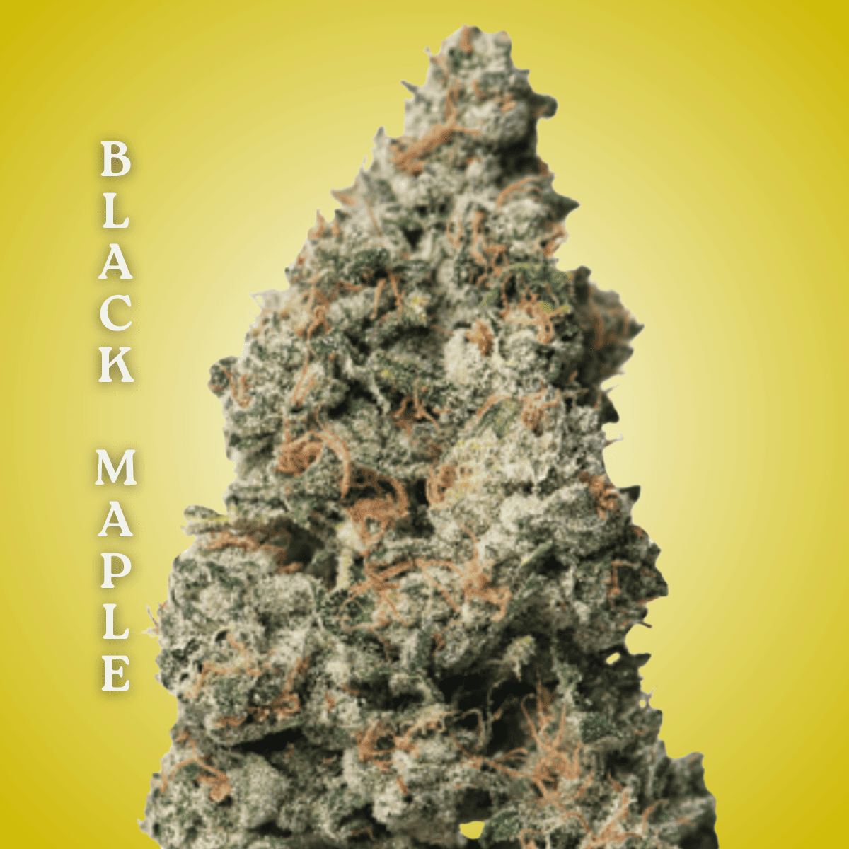 Black Maple Clones