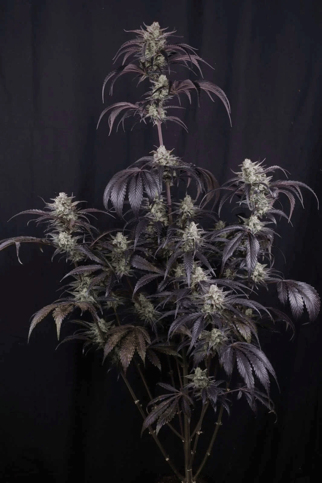 Strawberry Gorilla RF3 Auto Feminized Seeds