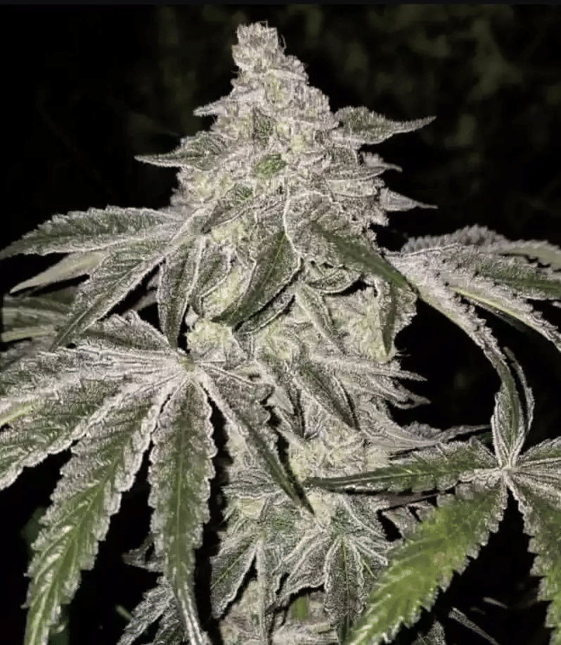 Atomic Leisure R1 Feminized Seeds