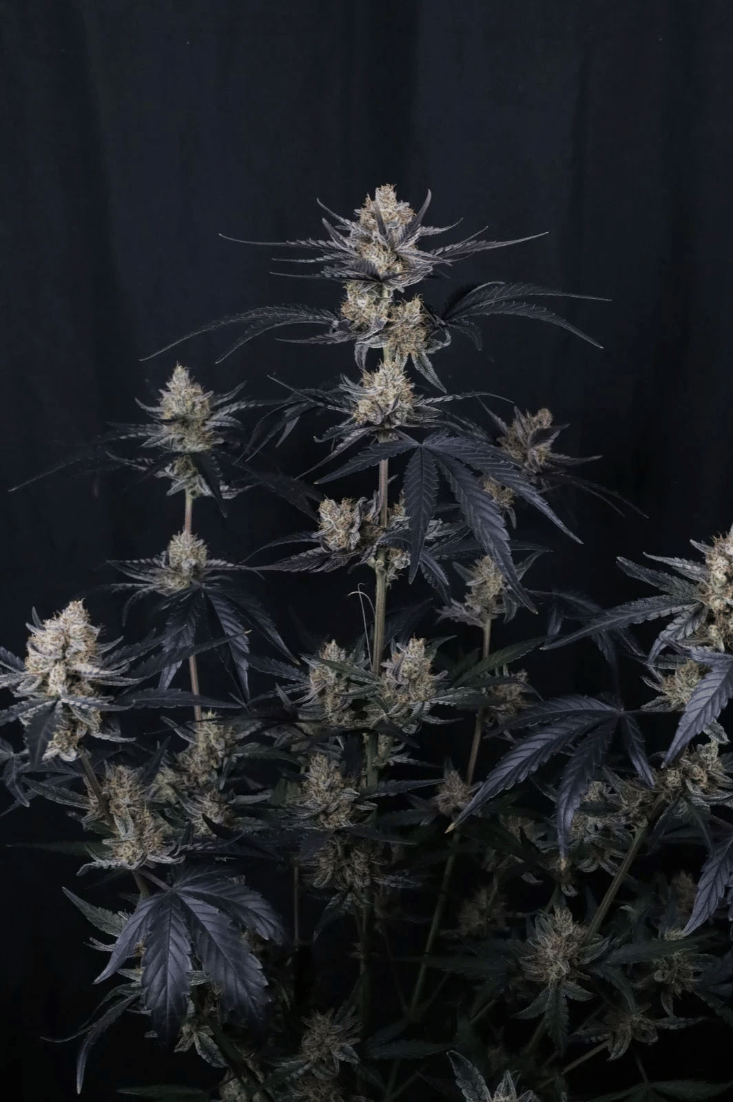Guava Runtz Auto Feminized Seeds