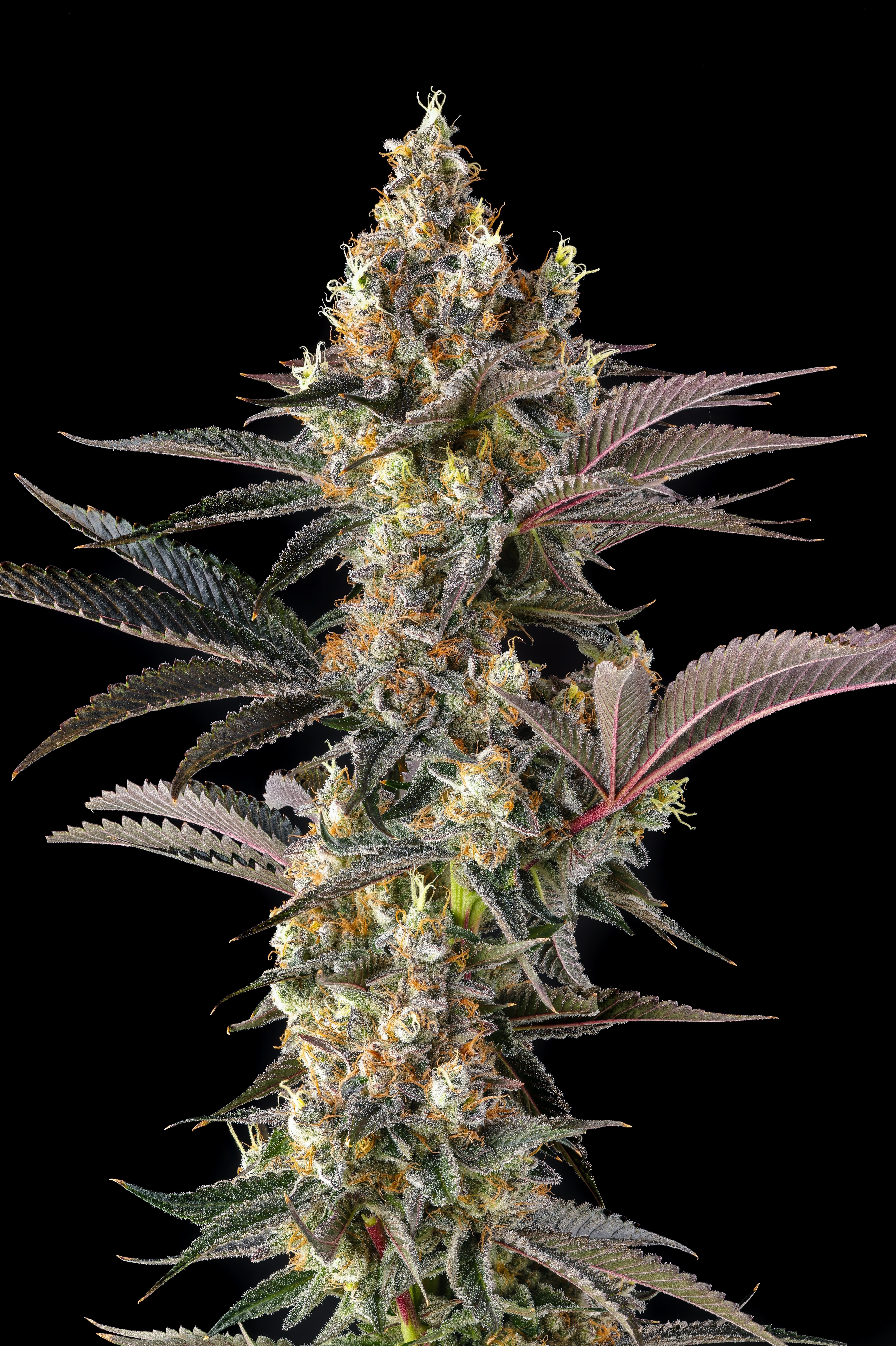 Tostones Feminized Seeds
