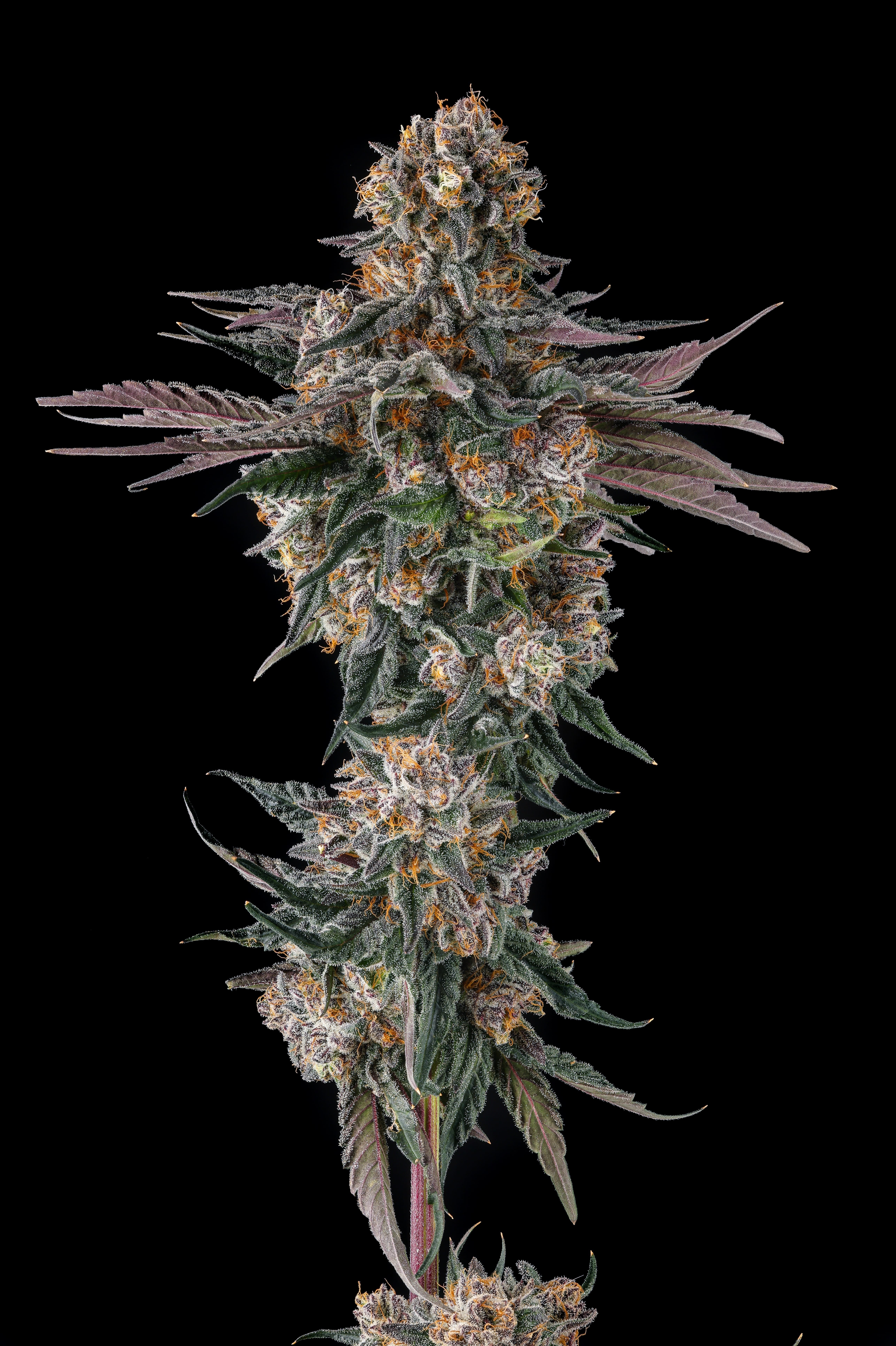 Orange Moon Feminized Seeds